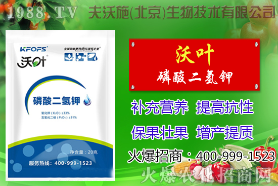 西紅柿摘葉有哪些好處，番茄摘葉技術(shù)及注意事項(xiàng)！