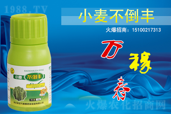 小麥不倒怎么做？還得是用小麥不倒豐!