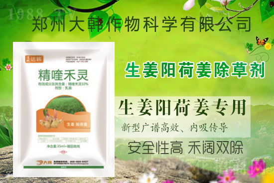 大姜陽荷姜怎么除草，姜地打什么除草劑，大姜陽荷姜除草方法及注意事項