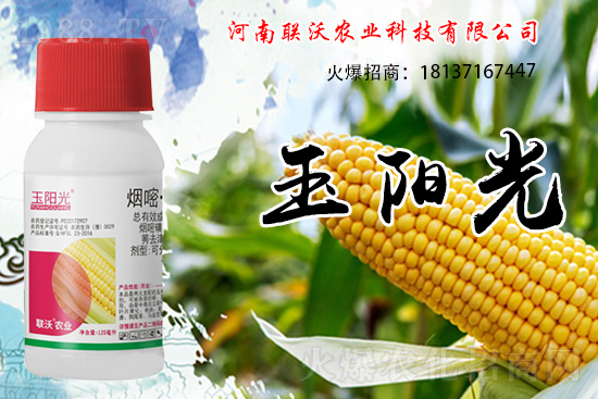 玉米除草為什么選擇苗后？玉米苗后除草劑如何打？