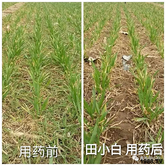 小麥雜草，節(jié)節(jié)麥泛濫成災(zāi)，怎么辦？小麥除草劑怎么選