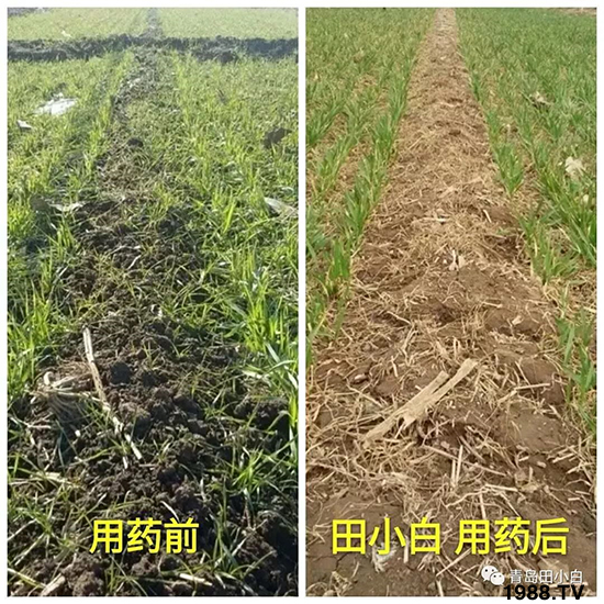 小麥雜草，節(jié)節(jié)麥泛濫成災(zāi)，怎么辦？小麥除草劑怎么選