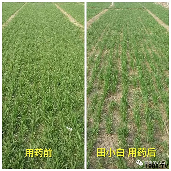 小麥雜草，節(jié)節(jié)麥泛濫成災(zāi)，怎么辦？小麥除草劑怎么選