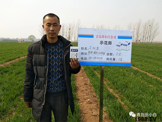 小麥雜草，節(jié)節(jié)麥泛濫成災(zāi)，怎么辦？小麥除草劑怎么選