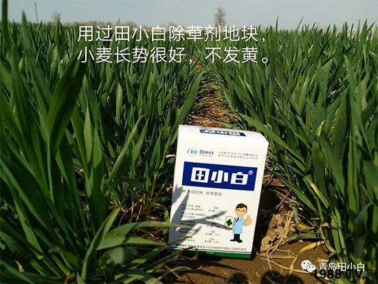 小麥雜草，節(jié)節(jié)麥泛濫成災(zāi)，怎么辦？小麥除草劑怎么選