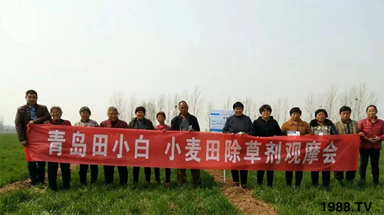小麥雜草，節(jié)節(jié)麥泛濫成災(zāi)，怎么辦？小麥除草劑怎么選