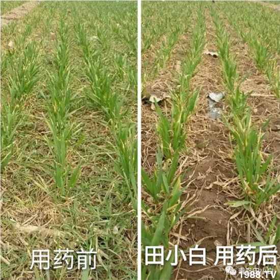 節(jié)節(jié)麥危害嚴(yán)重怎么打？用什么藥劑效果好？