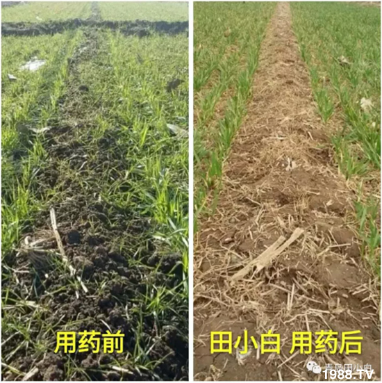 節(jié)節(jié)麥危害嚴(yán)重怎么打？用什么藥劑效果好？