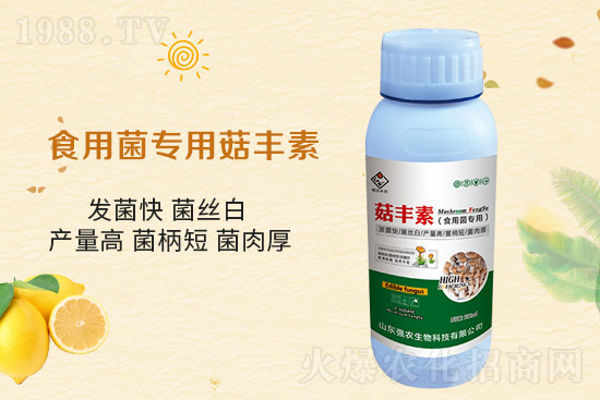 平菇栽培要點(diǎn)，需要注意哪些事項(xiàng)？