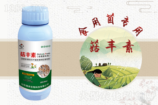 平菇栽培要點(diǎn)，需要注意哪些事項(xiàng)？