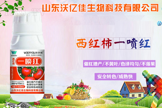 番茄轉(zhuǎn)色不良的原因？轉(zhuǎn)色期要注意哪些問題？