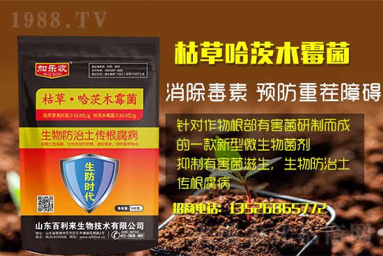 根腐病爆發(fā)怎么防治，根腐病用什么藥好防治效果好？