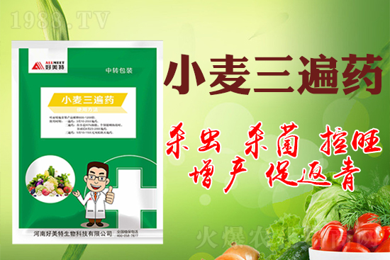 小麥巧打三遍藥抗病增產有奇效!小麥三遍藥什么時候打?