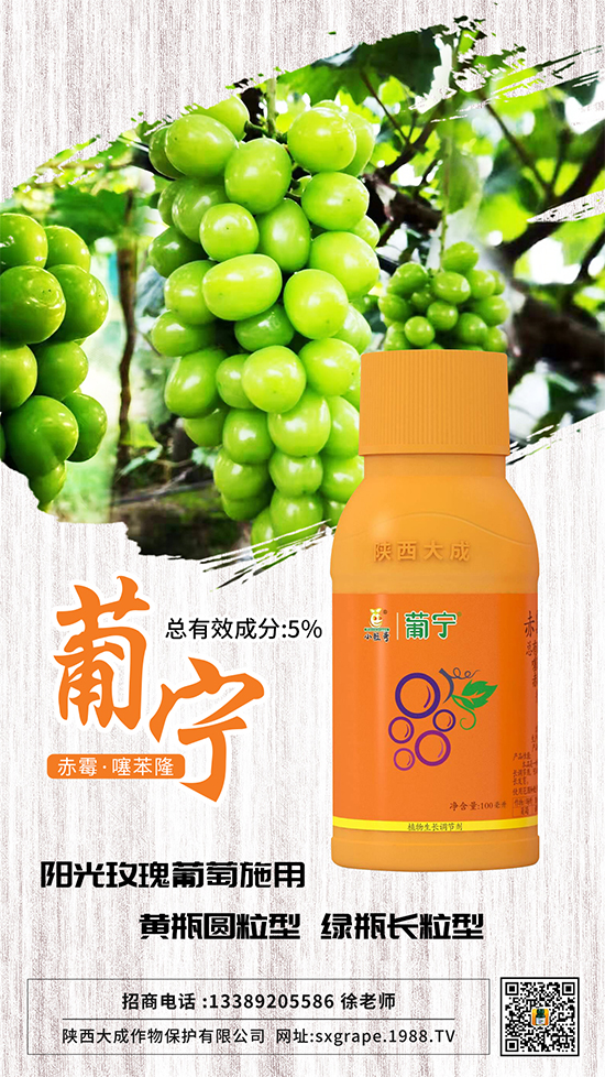 葡萄如何保果座果，減少大小粒？這些管理相當(dāng)重要！
