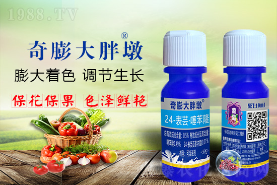     “作物要高產，膨果是關鍵！”果實膨大快、轉色好、賣相佳，后期的產量和品質才有。近來許多的果農菜農紛紛反映自家的作物坐不住果、膨果慢甚至不膨果，即便膨果，后期軟果空果等情況頻繁發(fā)生，