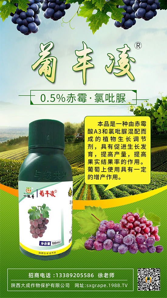 葡萄果粒稀疏，大小粒嚴(yán)重怎么辦？這些管理相當(dāng)重要