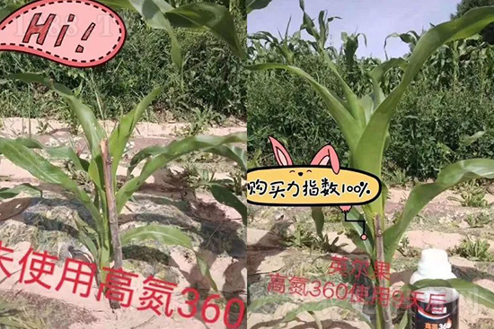 液體氮肥有哪些優(yōu)點(diǎn)？液體氮肥能替代尿素追肥嗎？