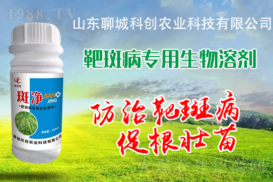 黃瓜靶斑病危害逐年加重！防治措施有哪些？