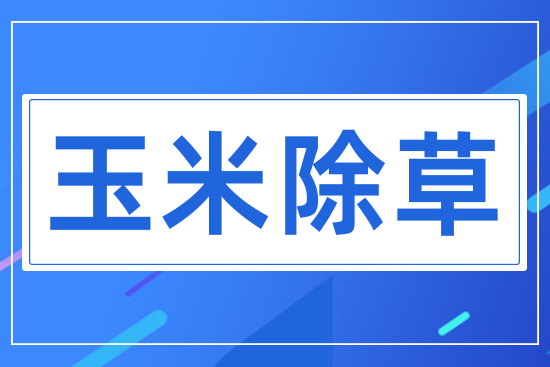 玉米除草