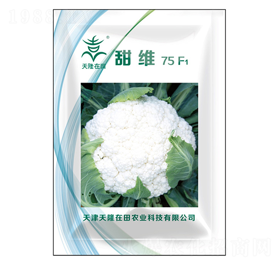 甜維75F1-天隆在田-天隆農業(yè)